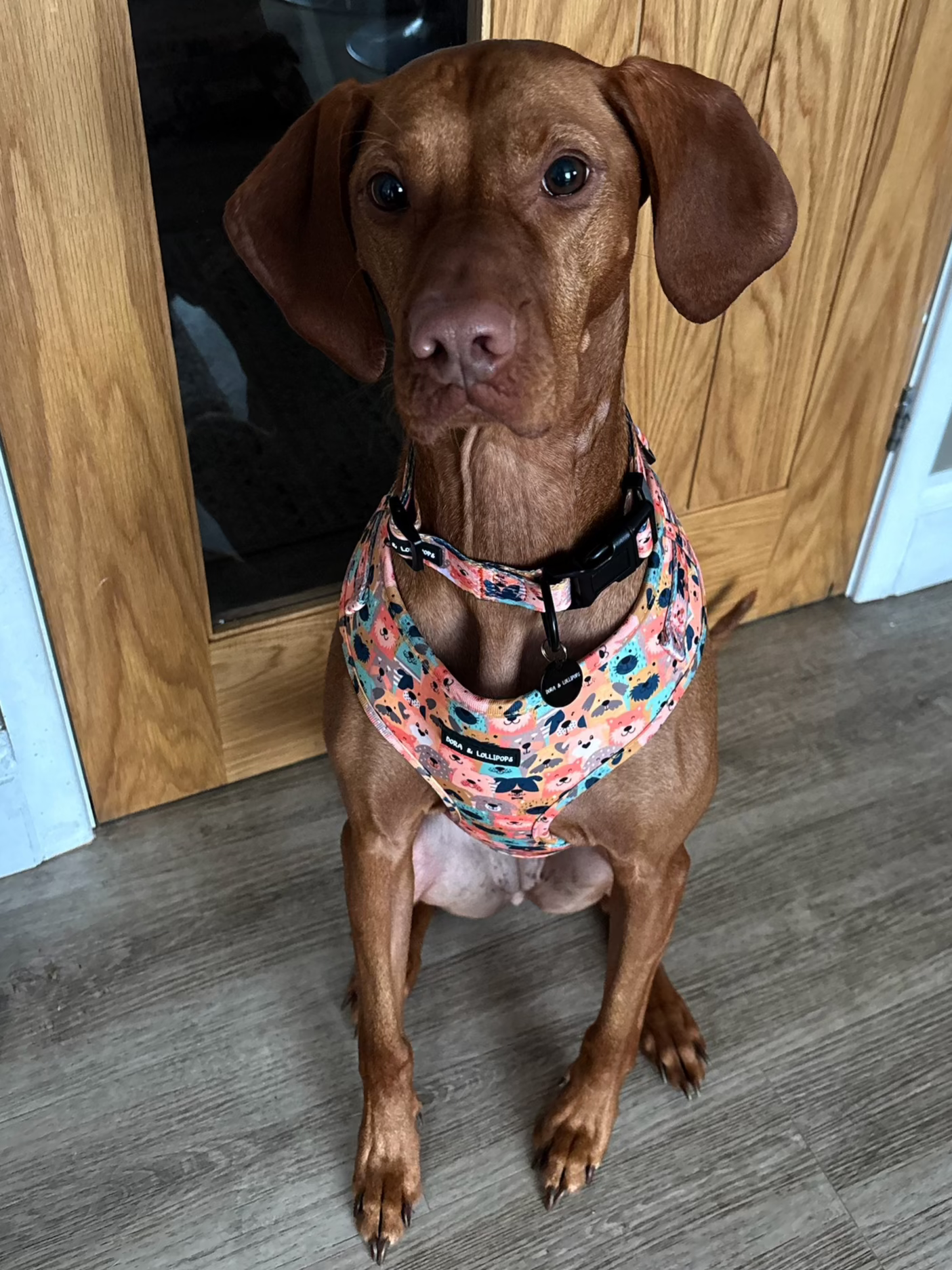 Dogs Club Dog Collar