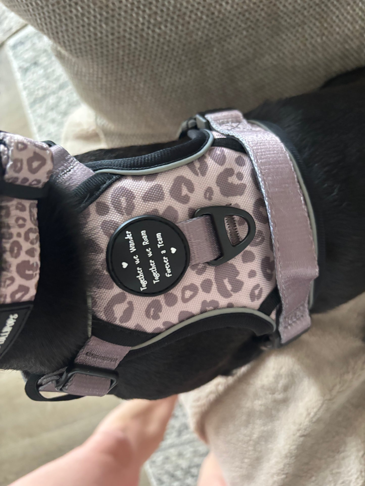 Mocha Cow Print No Pull Adventure Harness