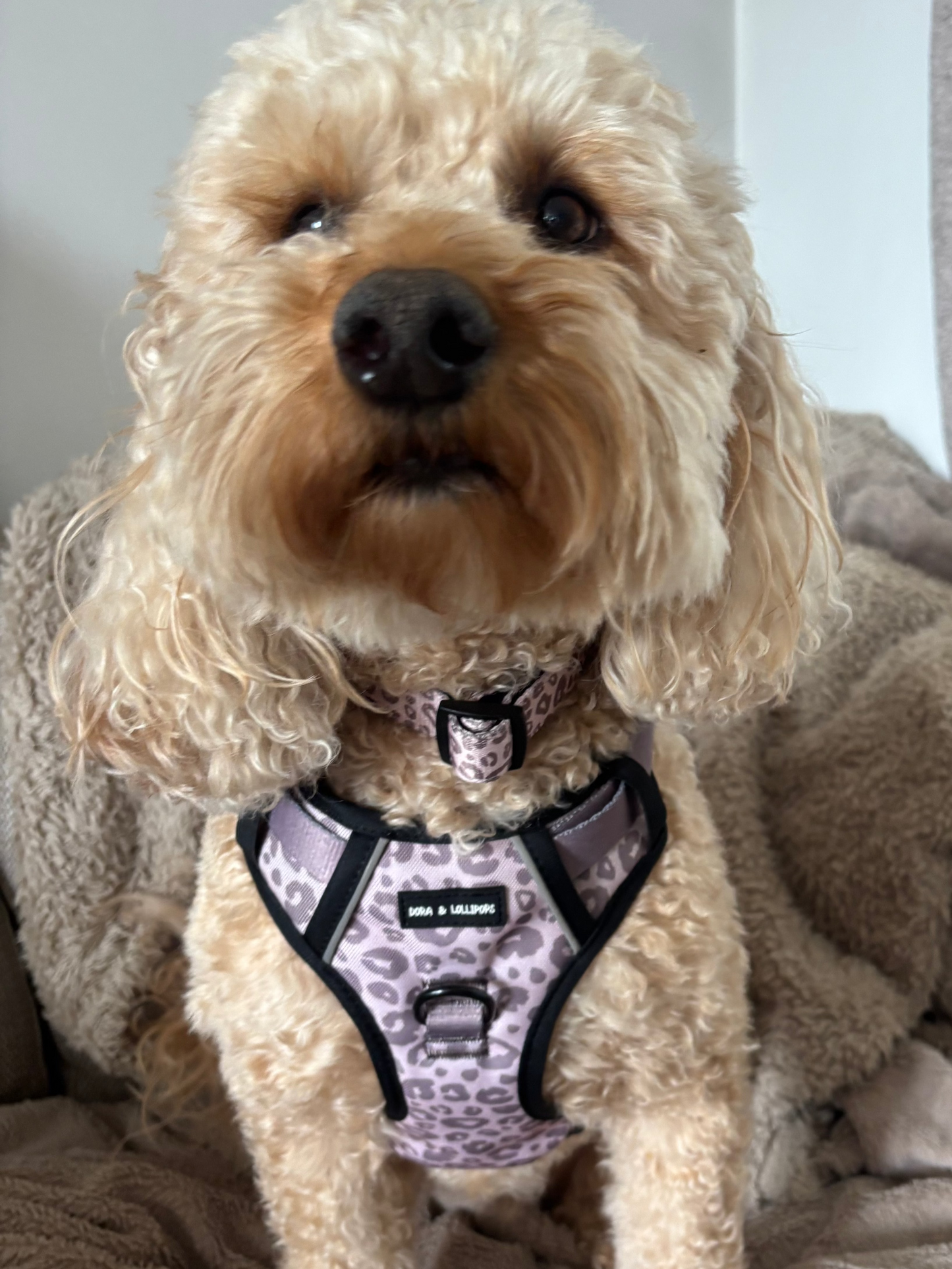 Mocha Cow Print No Pull Adventure Harness