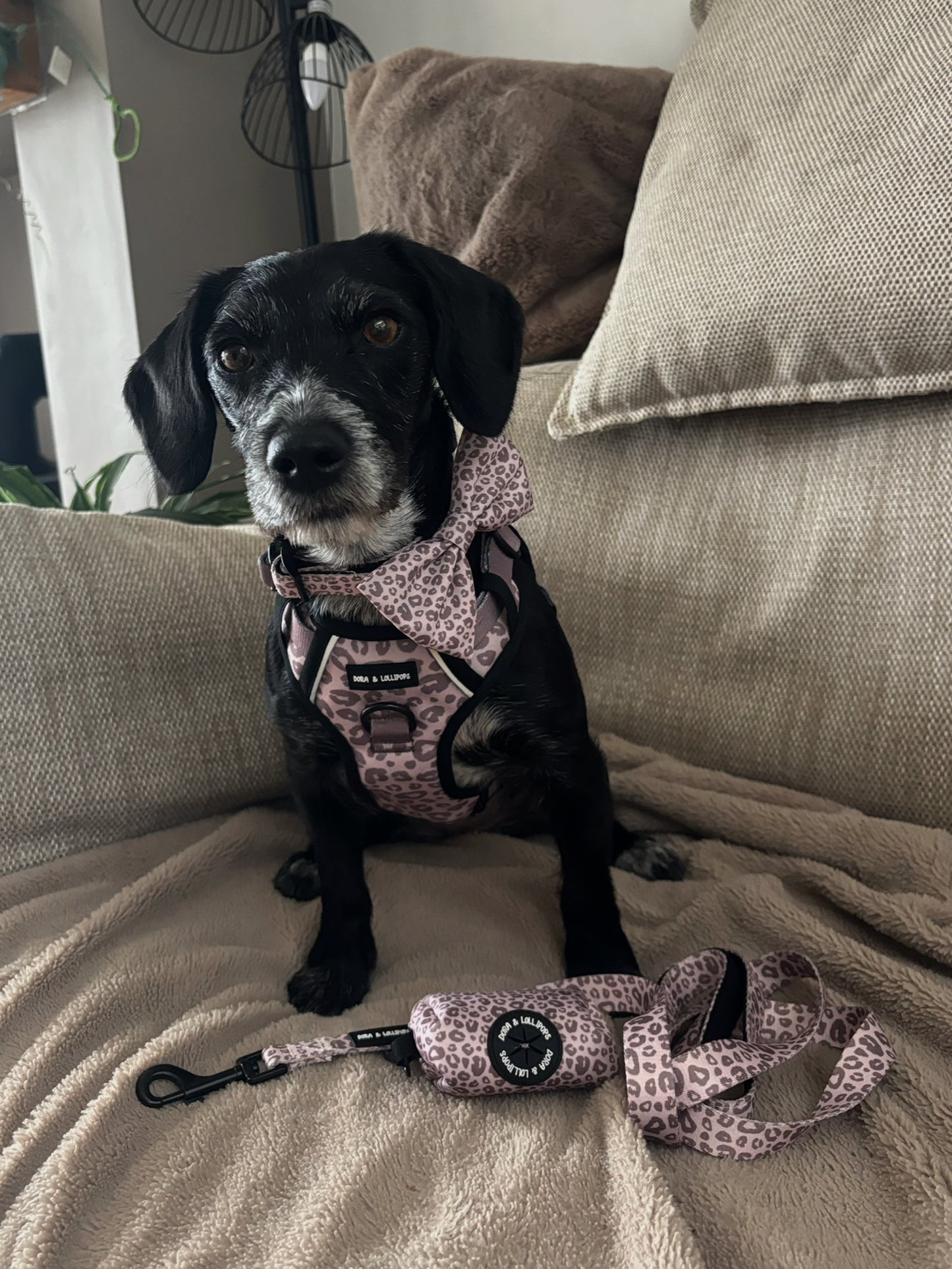 Mocha Cow Print No Pull Adventure Harness