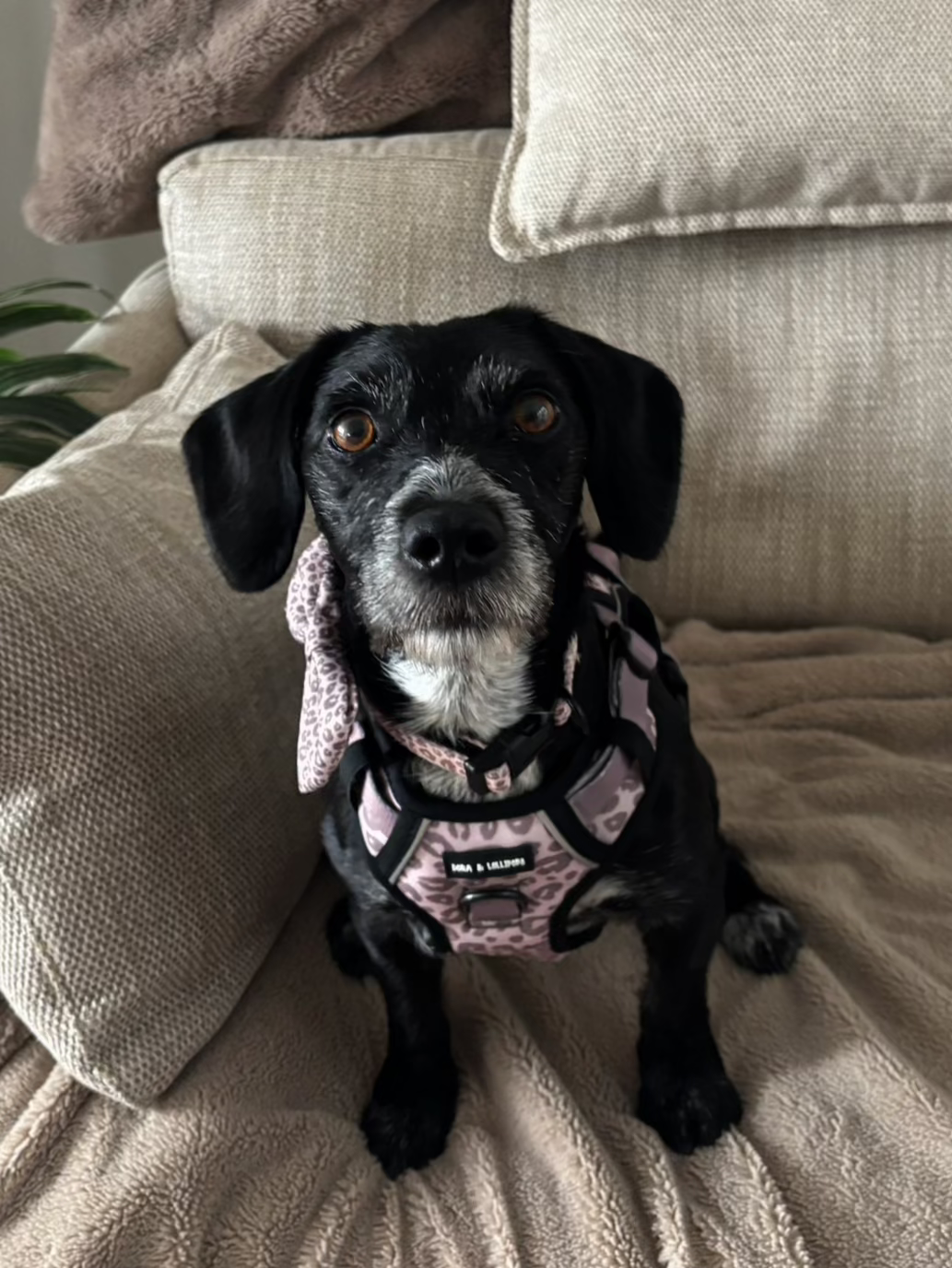 Mocha Cow Print No Pull Adventure Harness