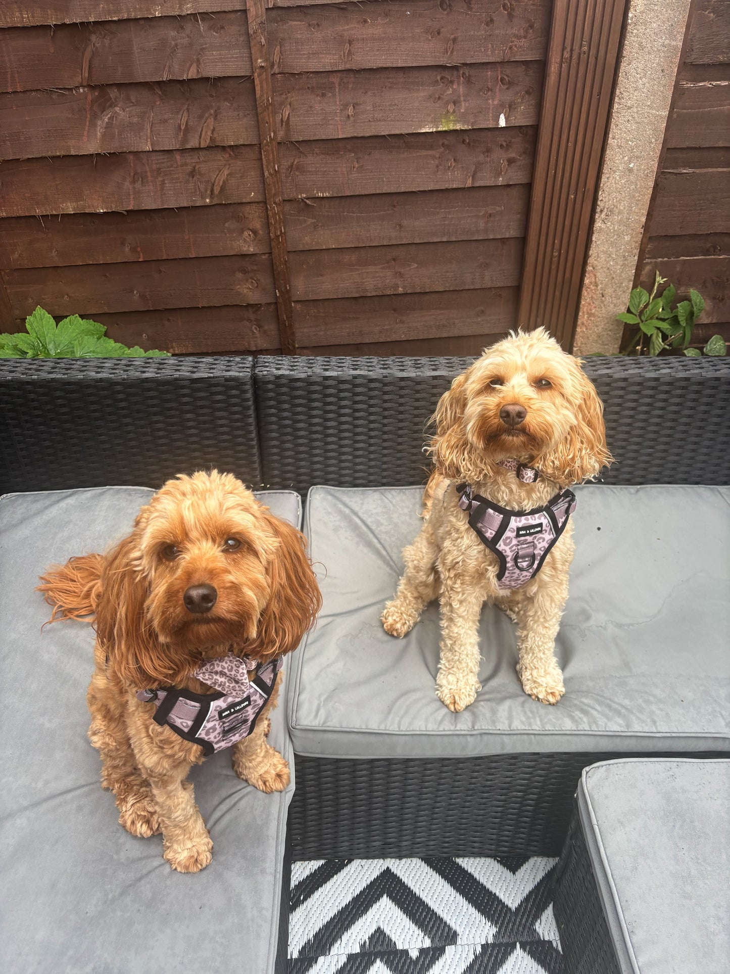 Mocha Cow Print No Pull Adventure Harness