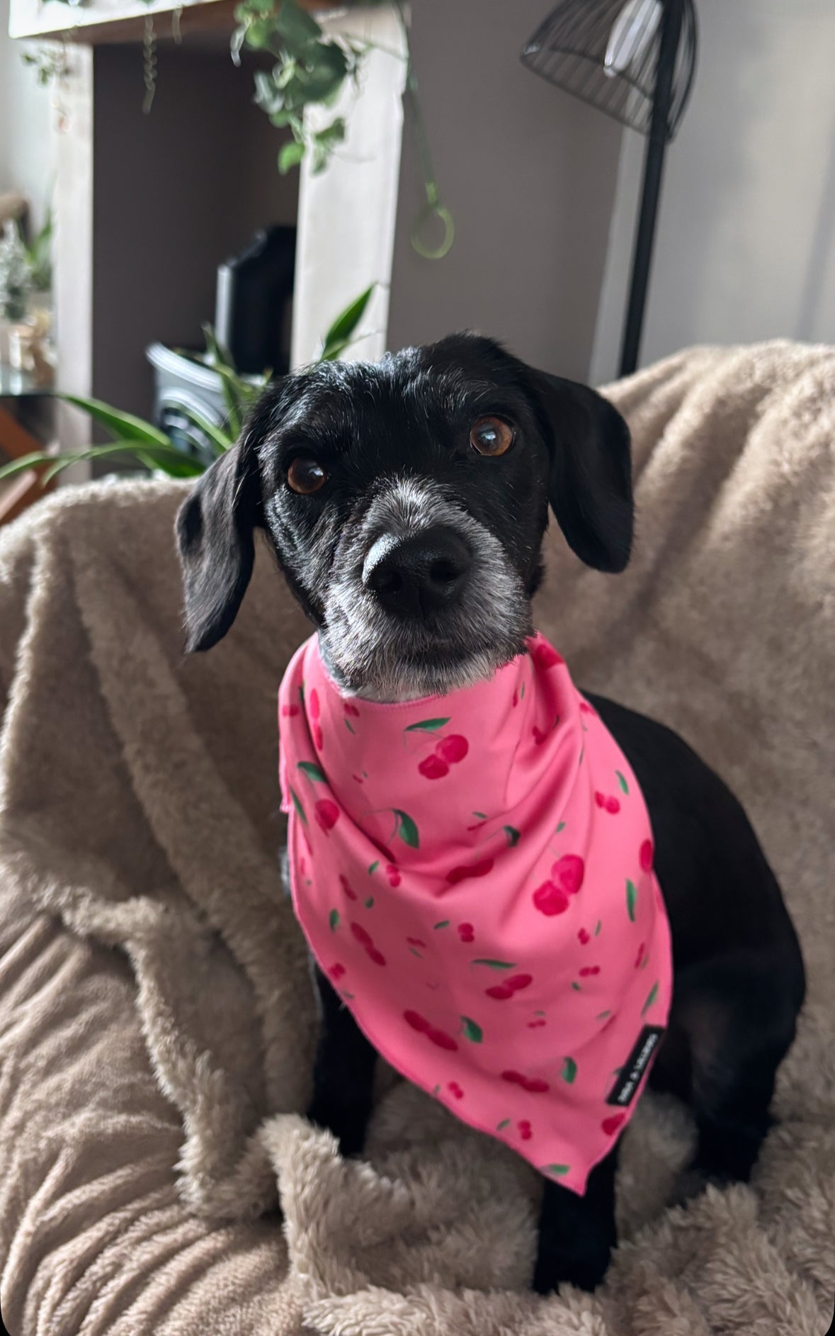 Cherry Drops Bandana / Neck Scarf