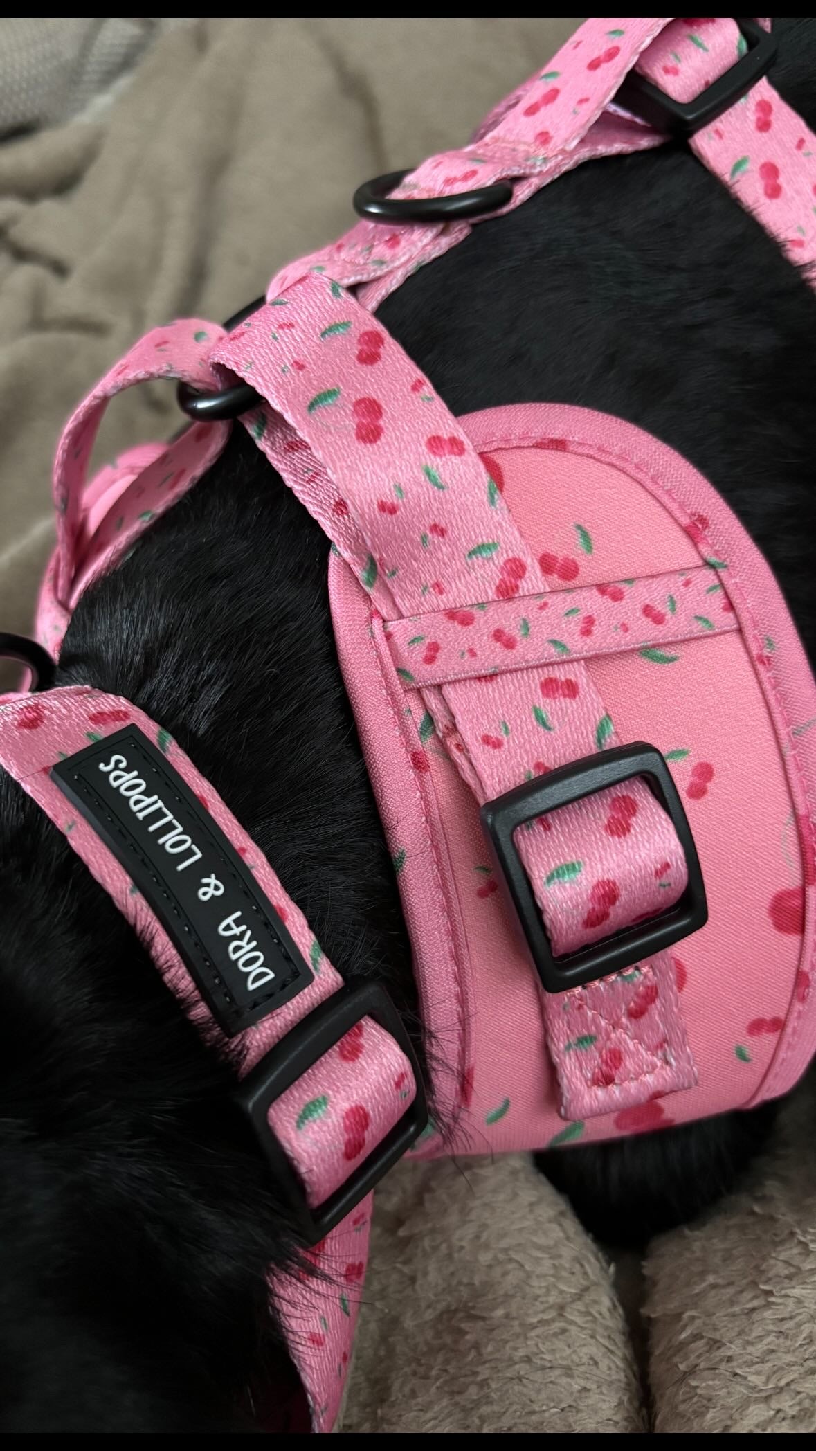 Cherry Drops Neoprene Dog Harness