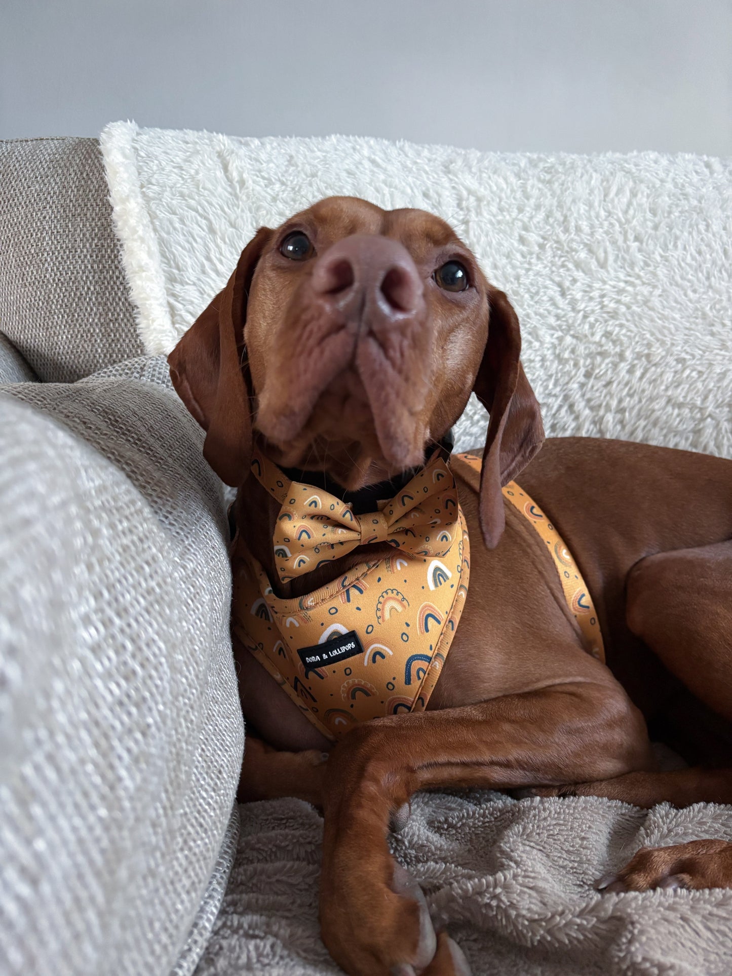 Boho Rainbows Neoprene Dog Harness