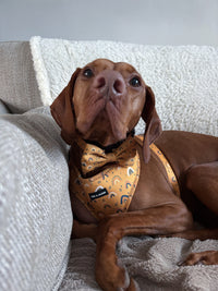 Boho Rainbows Neoprene Dog Harness