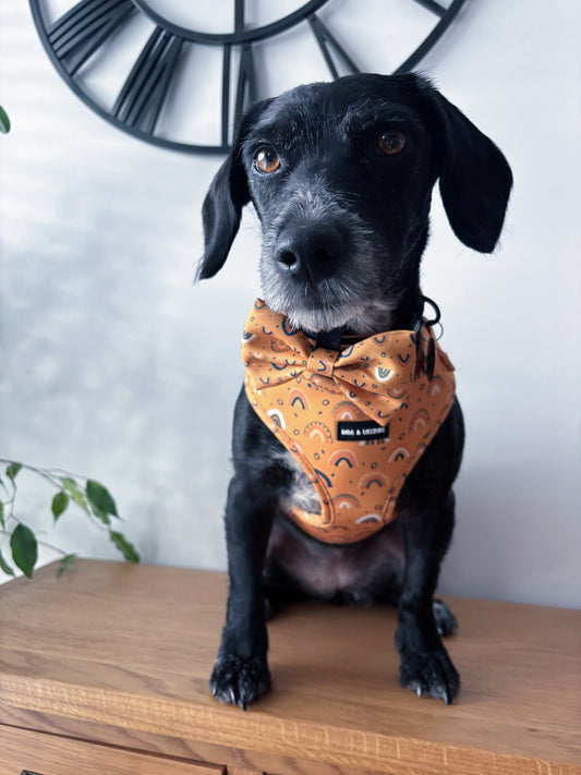 Boho Rainbows Dog Collar
