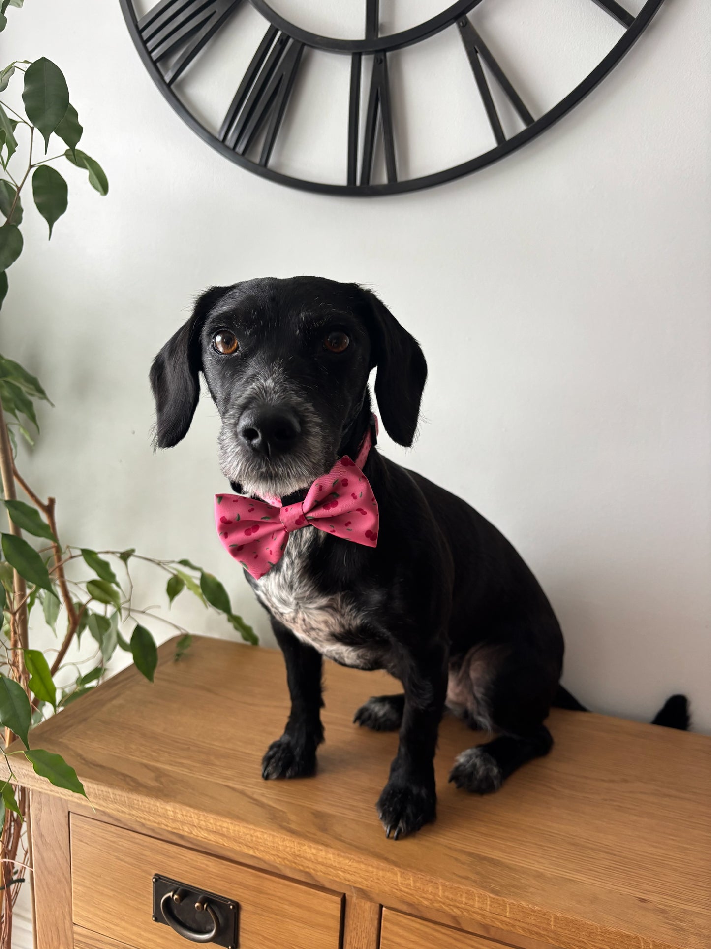Cherry Drops Bow Tie
