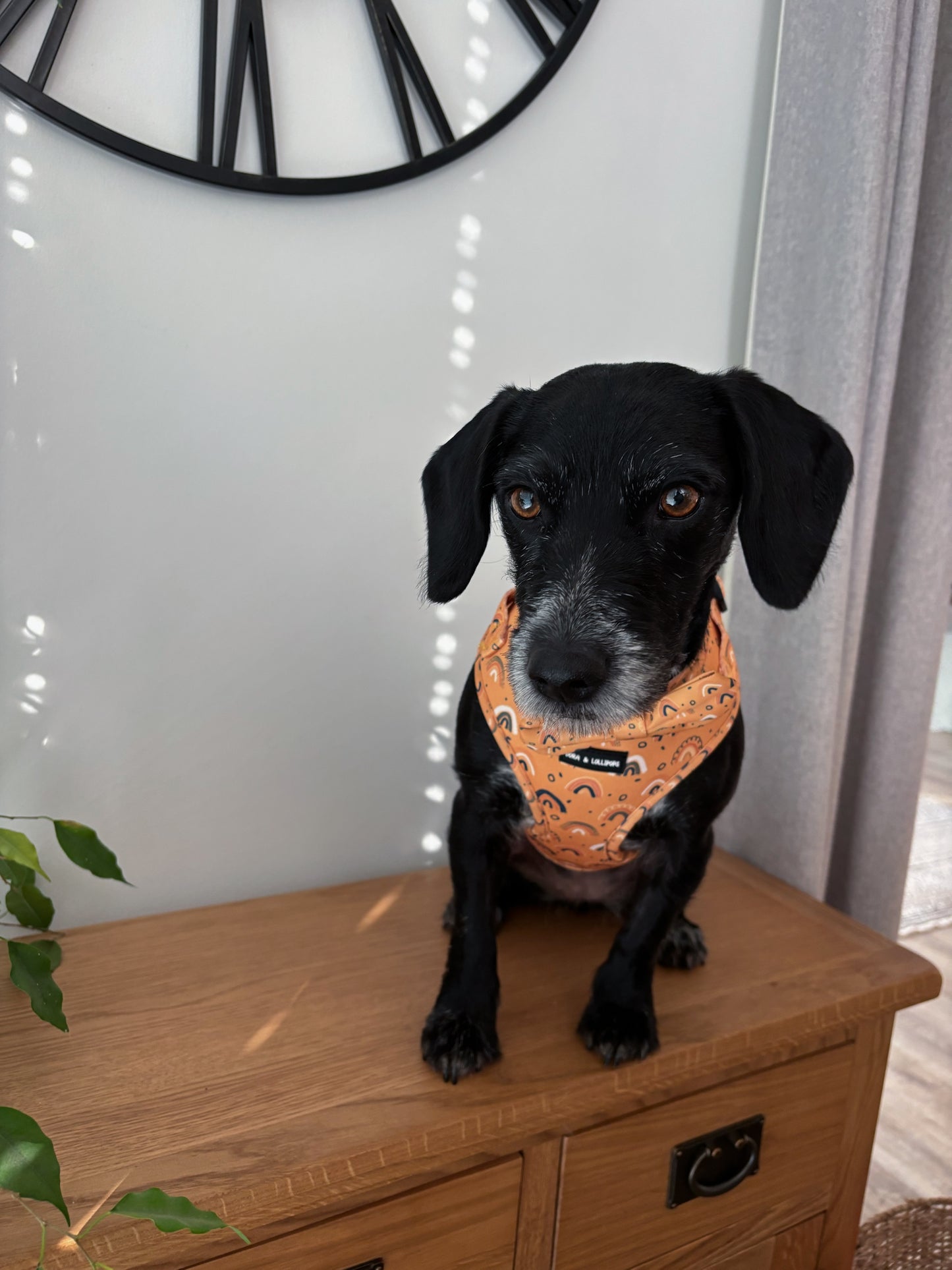 Boho Rainbows Neoprene Dog Harness