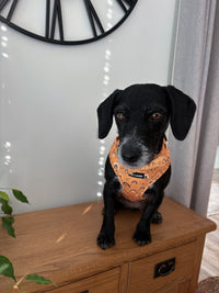 Boho Rainbows Neoprene Dog Harness