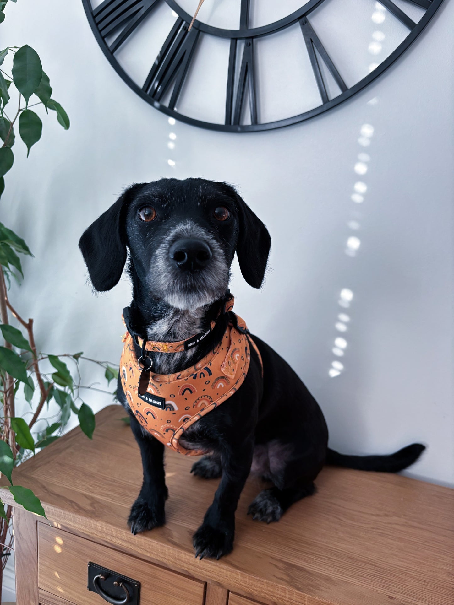 Boho Rainbows Neoprene Dog Harness