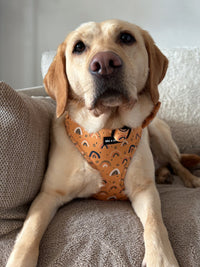 Boho Rainbows Neoprene Dog Harness