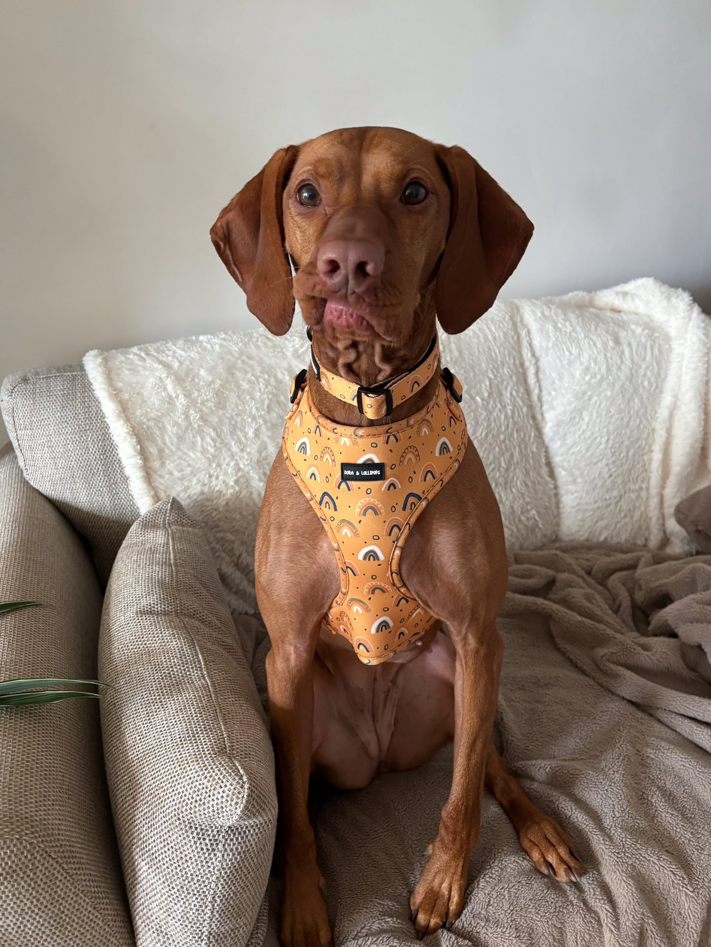Boho Rainbows Dog Collar