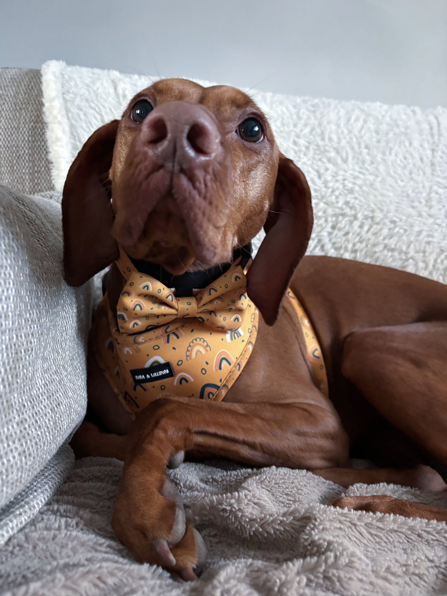 Boho Rainbows Bow Tie