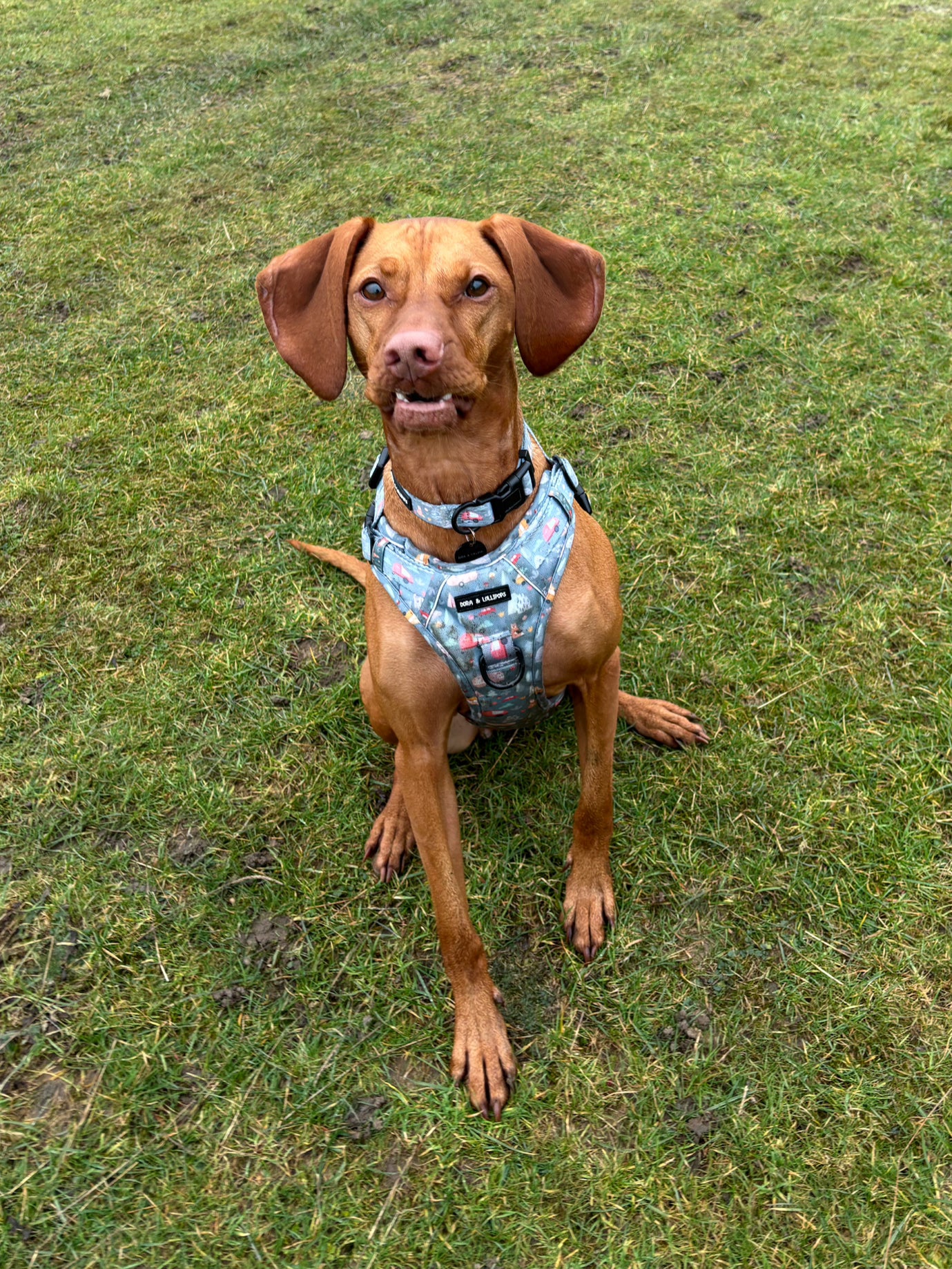 Outdoor Explorers Dog Collar
