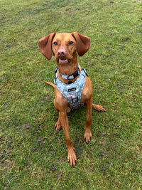 Outdoor Explorers Dog Collar