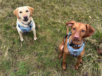 Outdoor Explorer No Pull Tough Adventure Harness