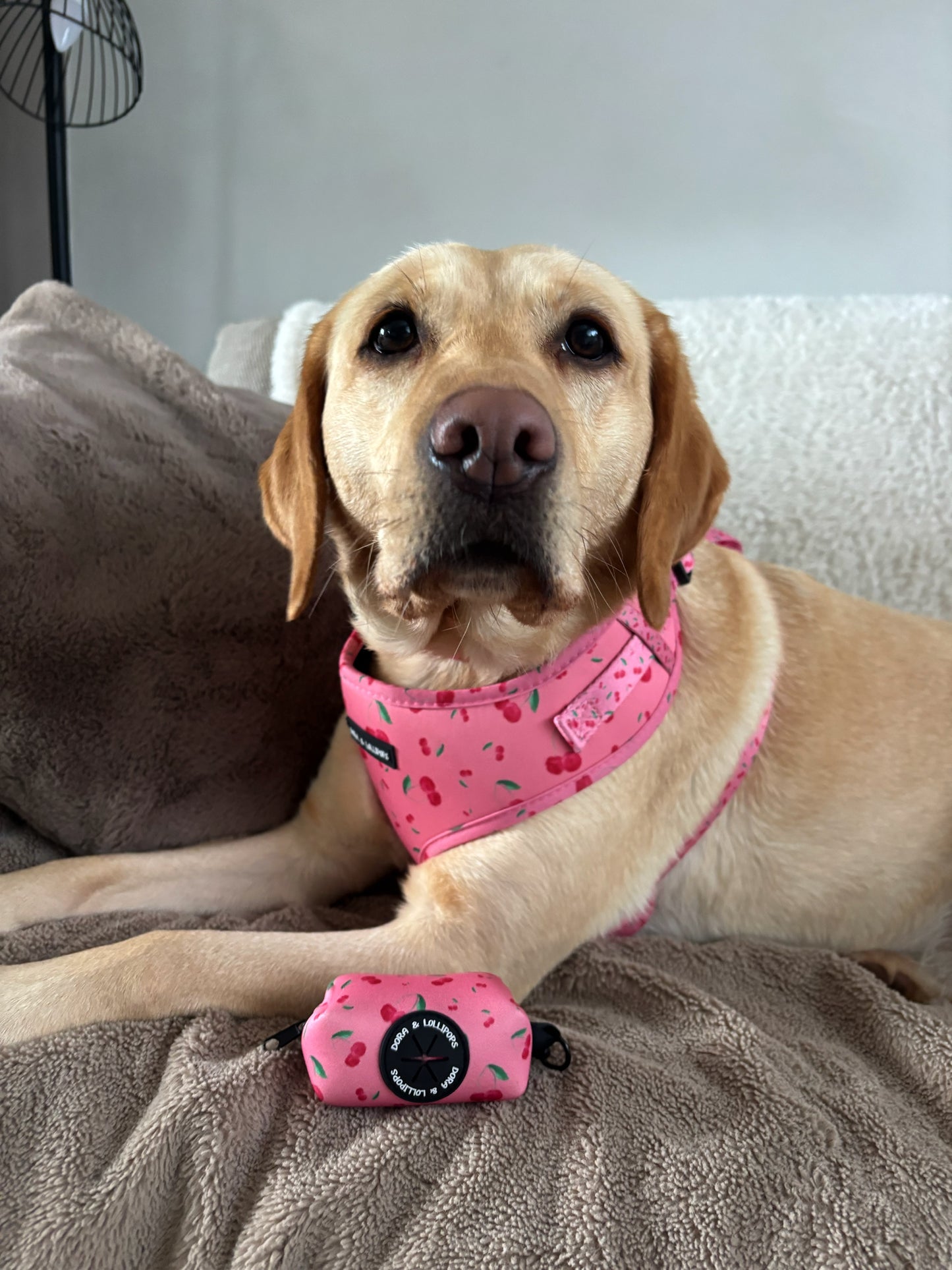 Cherry Drops Neoprene Dog Harness