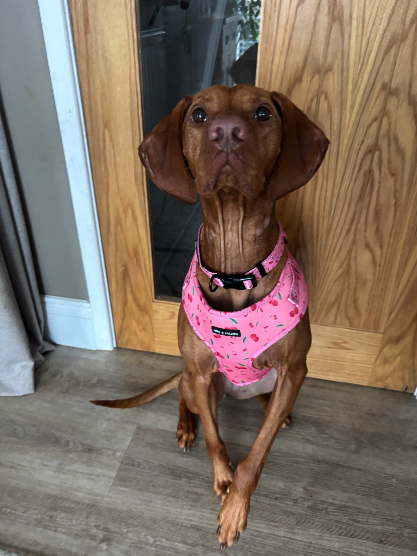 Cherry Drops Dog Collar