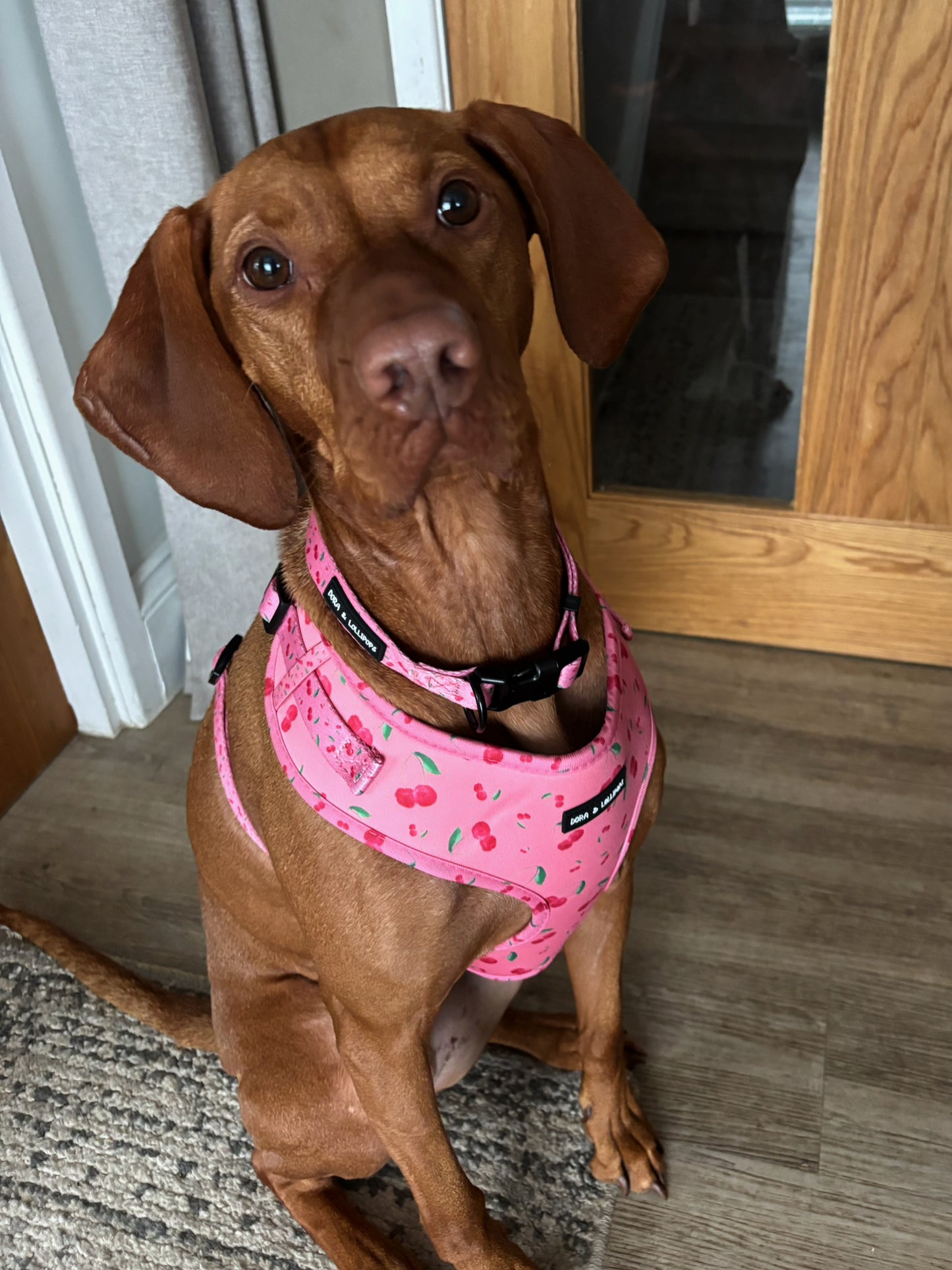 Cherry Drops Neoprene Dog Harness