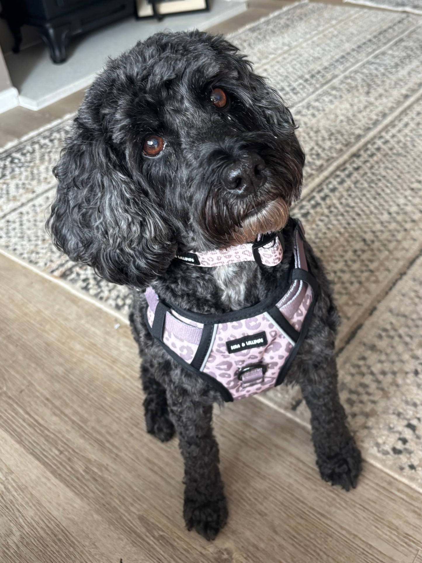Mocha Cow Print No Pull Adventure Harness