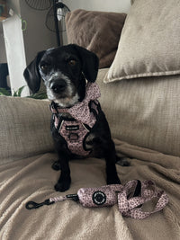 Mocha Cow Print No Pull Adventure Harness