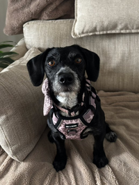 Mocha Cow Print No Pull Adventure Harness