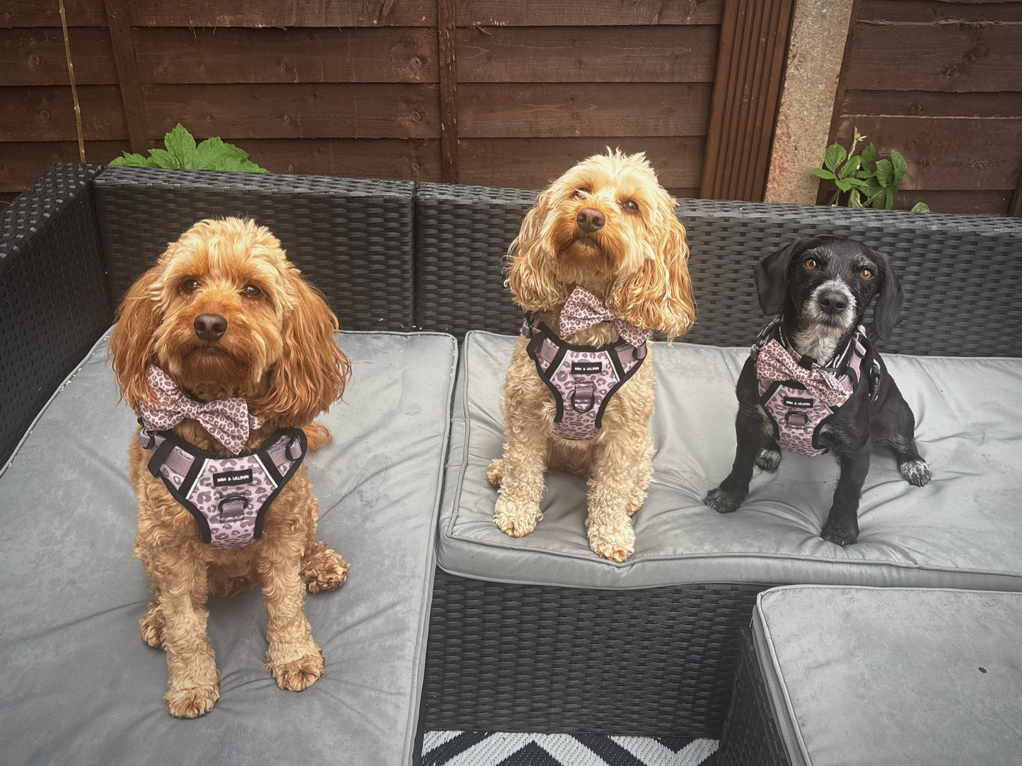 Mocha Cow Print No Pull Adventure Harness