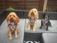 Mocha Cow Print No Pull Adventure Harness