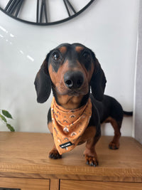 Boho Rainbows Bandana / Neck Scarf