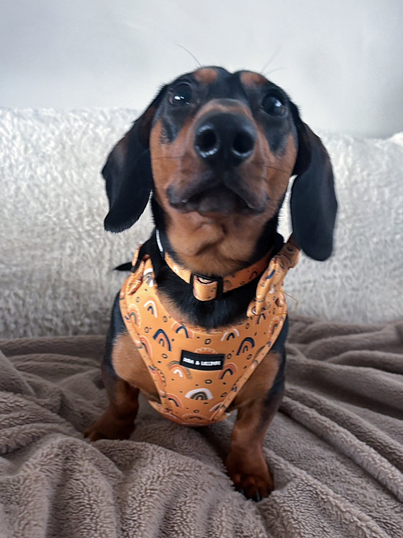 Boho Rainbows Neoprene Dog Harness