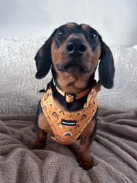 Boho Rainbows Neoprene Dog Harness