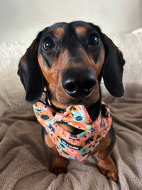 Dogs Club Bow Tie