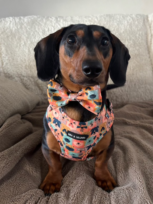 Dogs Club Neoprene Dog Harness