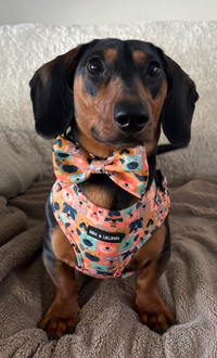 Dogs Club Bow Tie