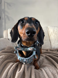 Outdoor Explorers Dog Collar