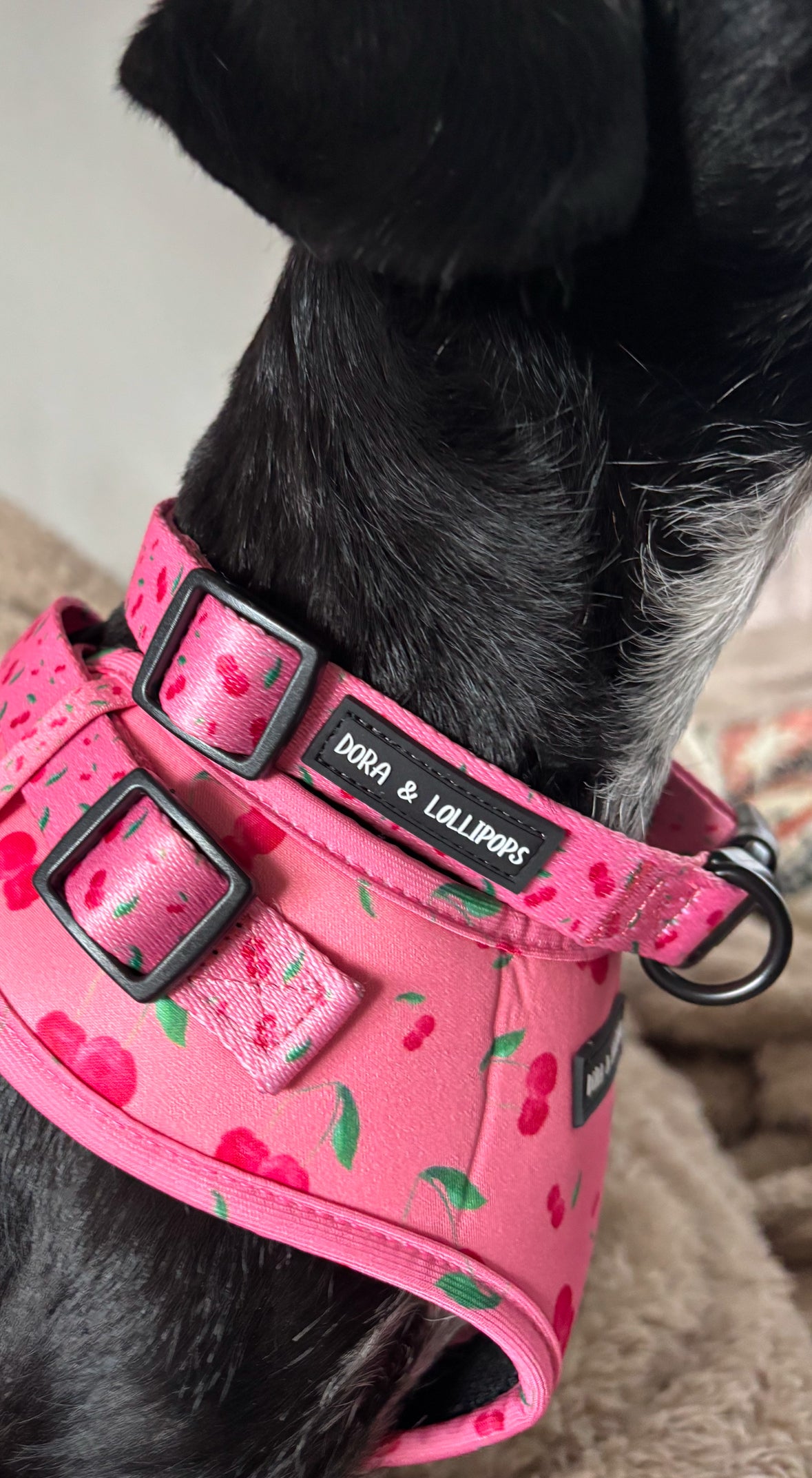Cherry Drops Dog Collar