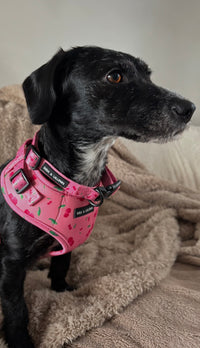Cherry Drops Dog Collar