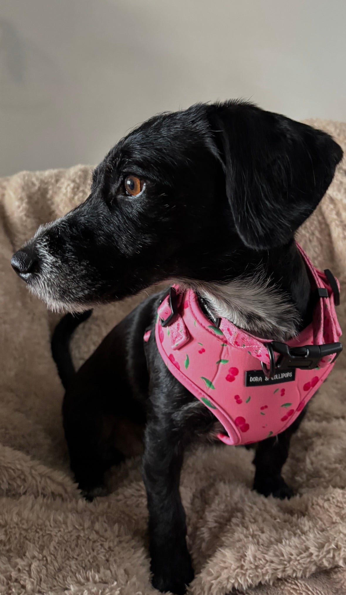 Cherry Drops Neoprene Dog Harness