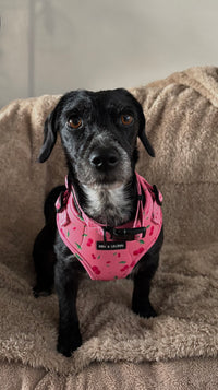 Cherry Drops Neoprene Dog Harness