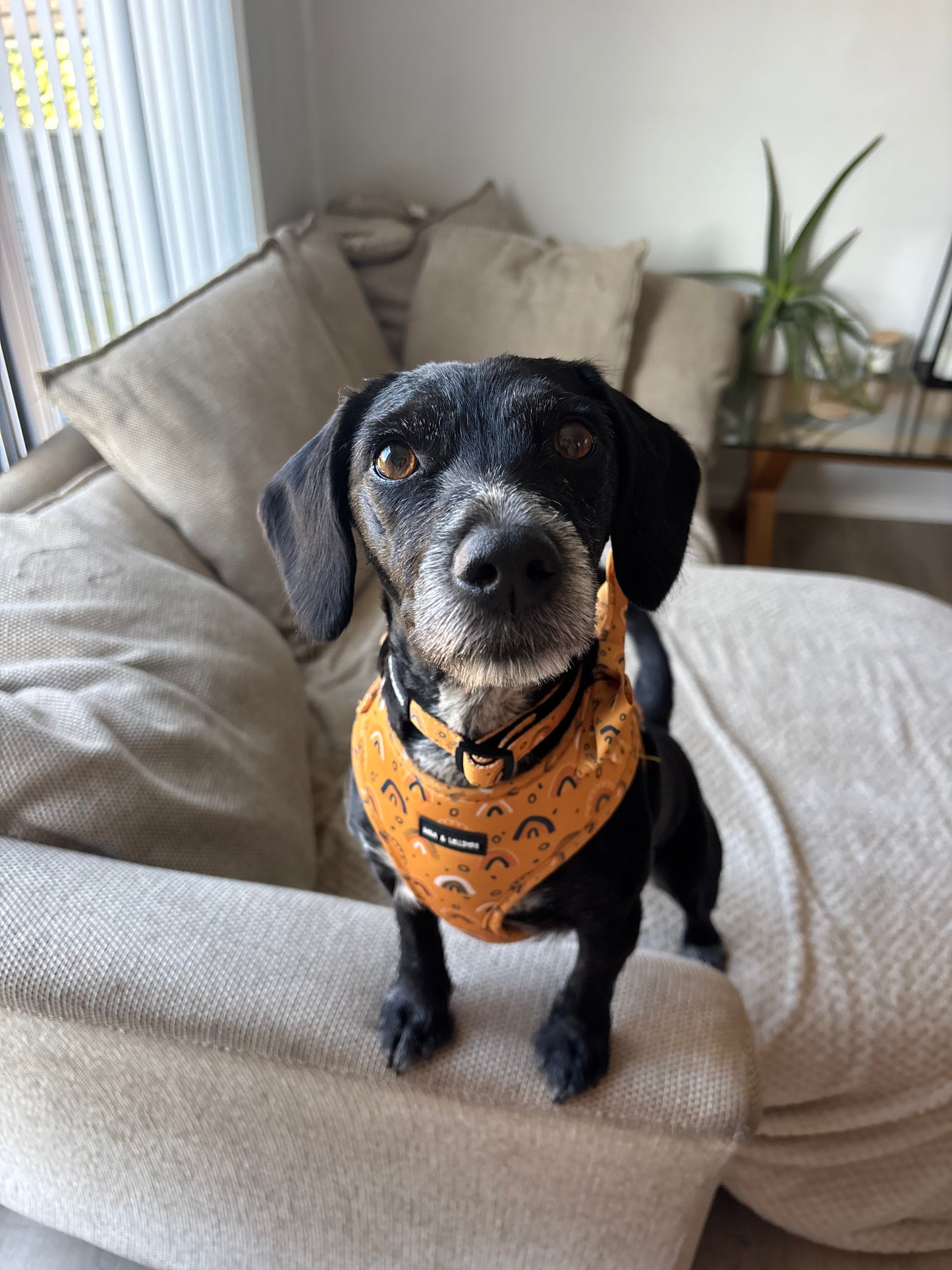 Boho Rainbows Neoprene Dog Harness