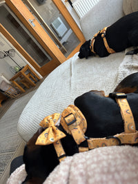 Boho Rainbows Neoprene Dog Harness