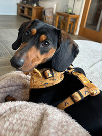 Boho Rainbows Dog Collar