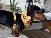 Boho Rainbows Dog Collar