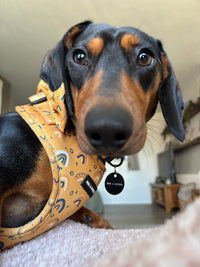 Boho Rainbows Neoprene Dog Harness