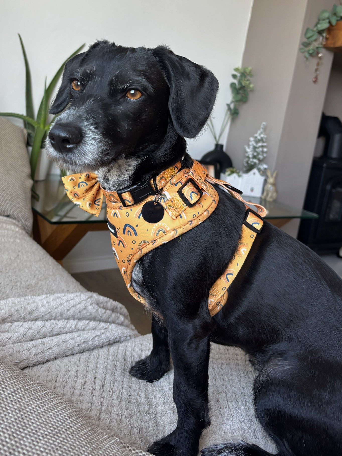 Boho Rainbows Dog Collar