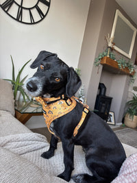 Boho Rainbows Neoprene Dog Harness