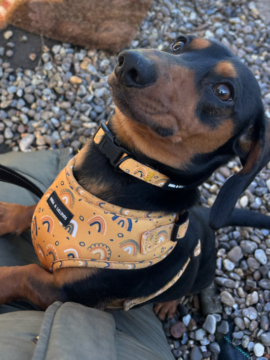 Boho Rainbows Neoprene Dog Harness