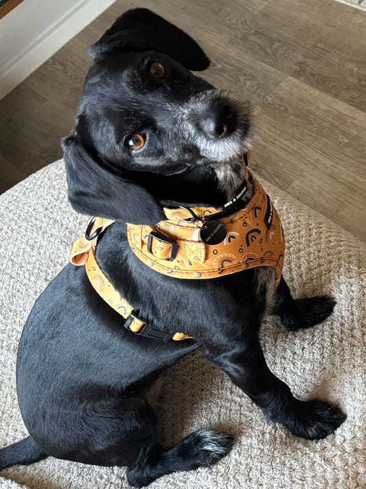 Boho Rainbows Neoprene Dog Harness