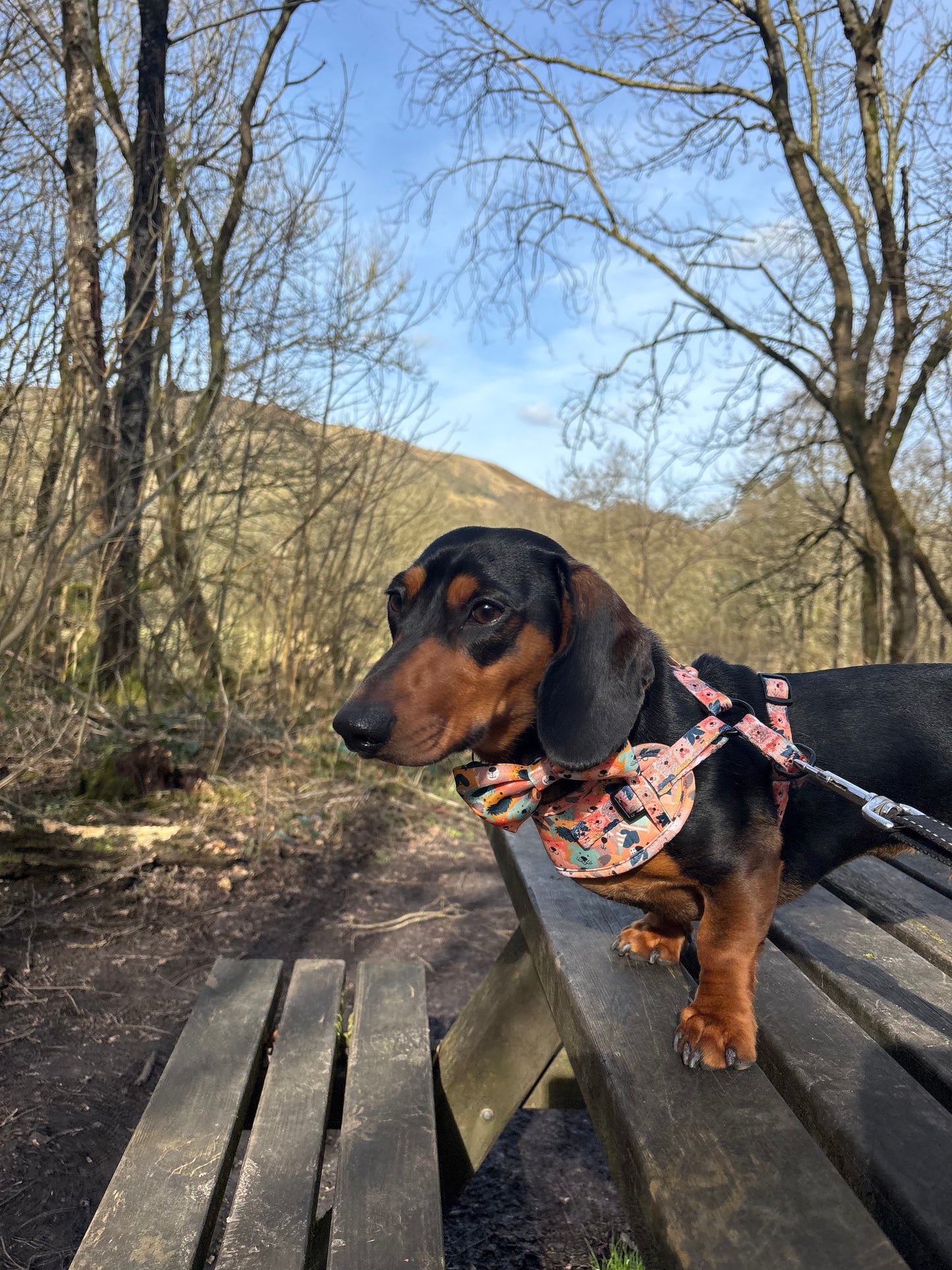 Dogs Club Neoprene Dog Harness